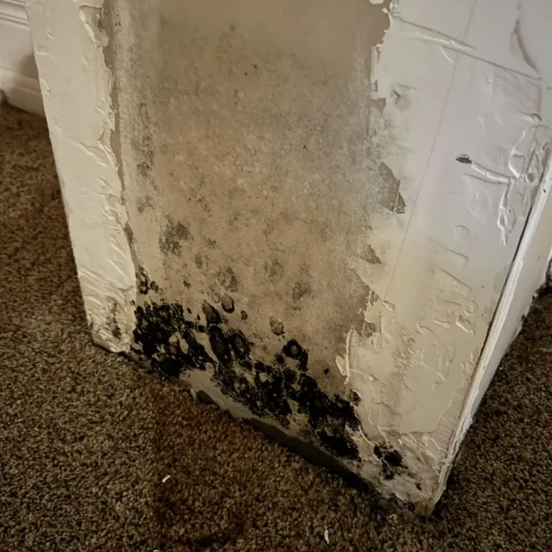 Professional Mold Removal in Gravette, AR
